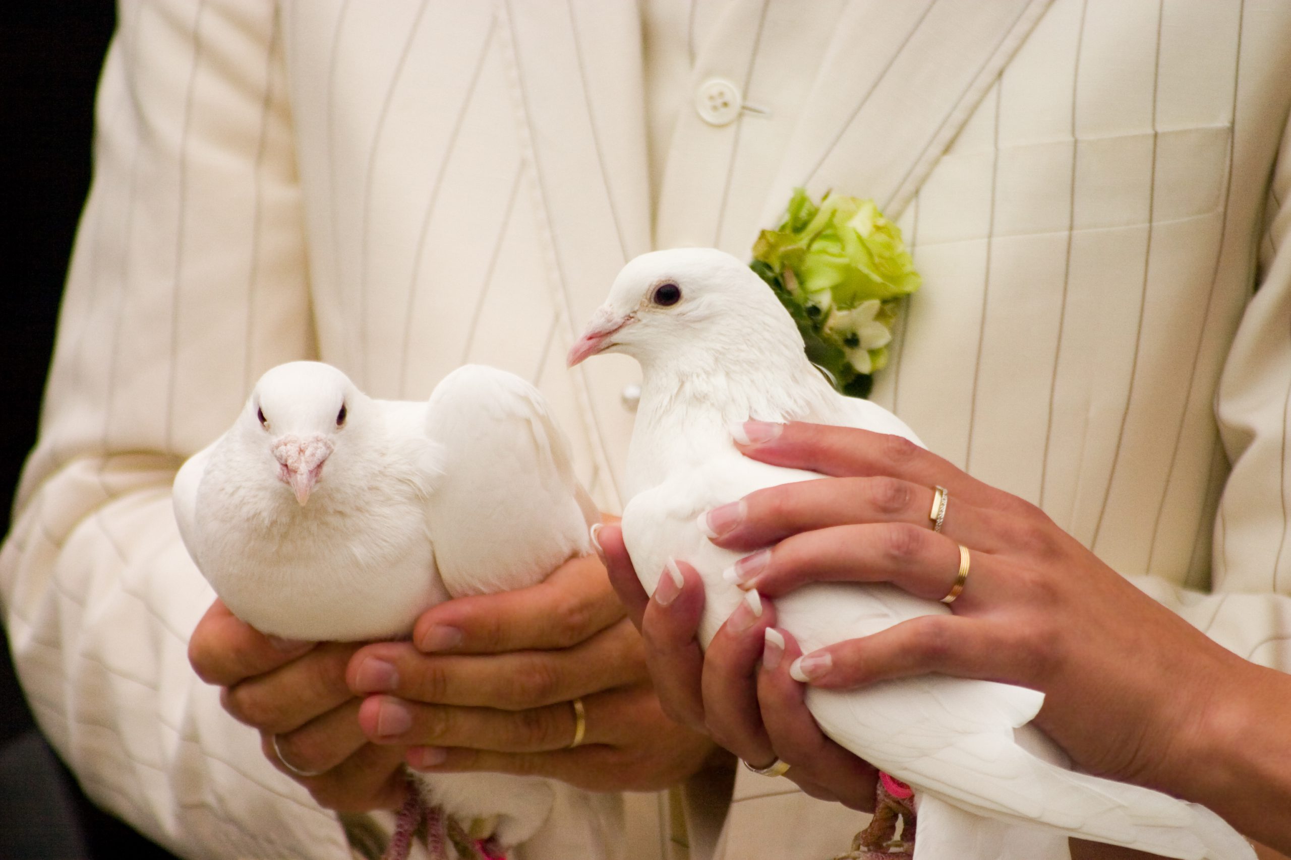Soaring Moments: The Beauty of Dove Releases for Your Special Occasion